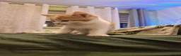 Mixed Breed cats for sale: Kittens in Harlow - Advert 6
