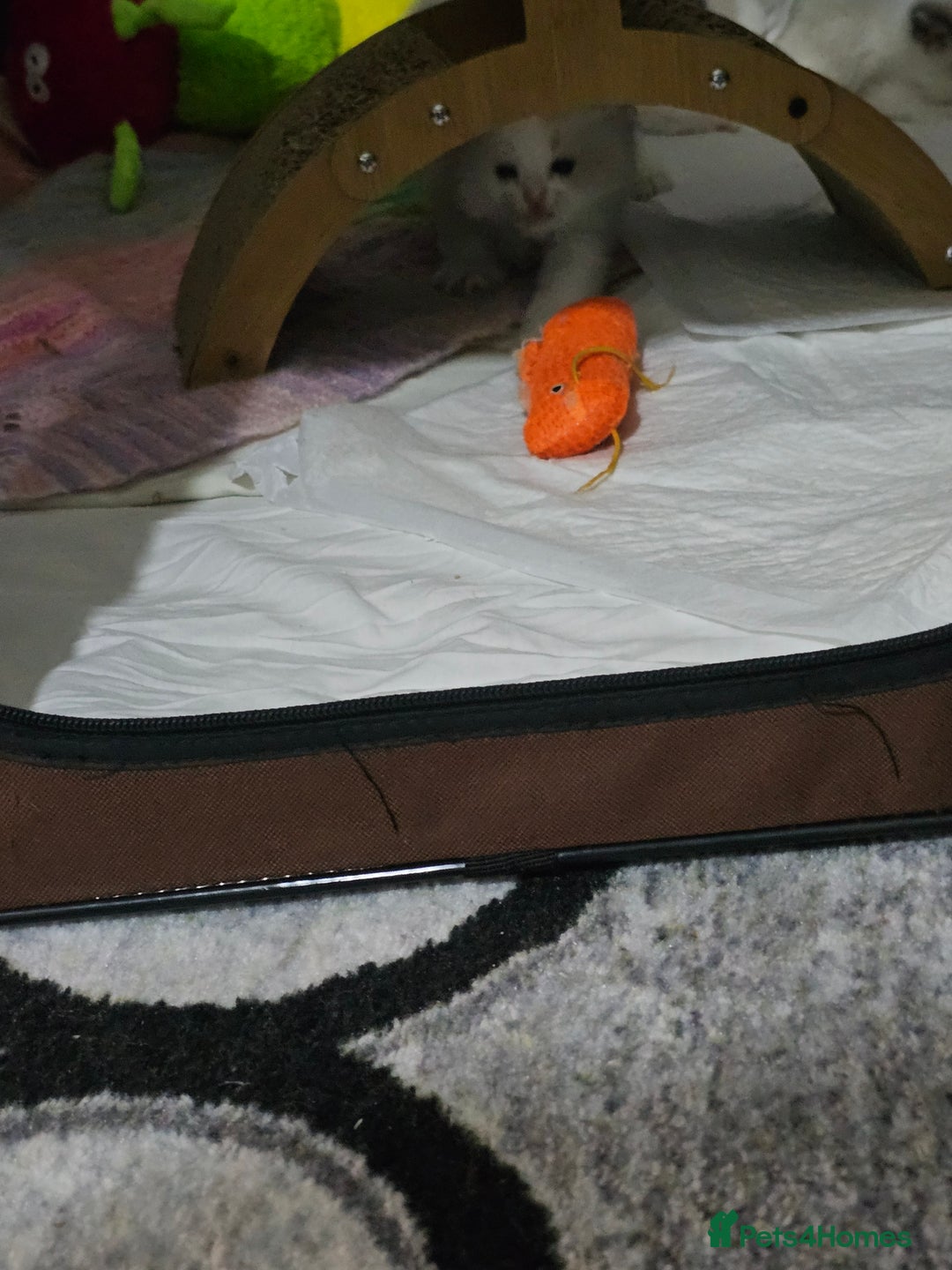 Ragdoll cats for sale: 🐱Kittens Ragdoll Bicolor. 3 Boys and 2 Girls  - Advert 9