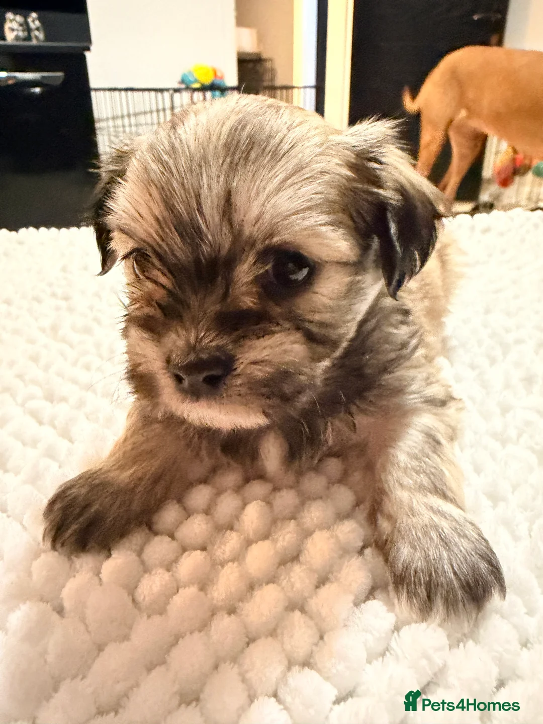 Mixed Breed dogs for sale: Fluffy Malchi puppies  - Advert 11