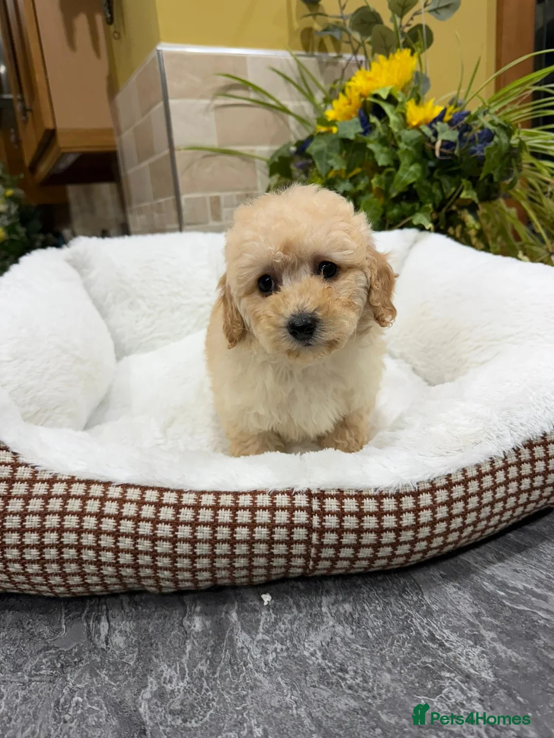 Poochon dogs for sale: Poochon Puppies - Advert 16