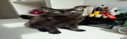 Russian Blue cats for sale: Fluffy black kittens  - Advert 2