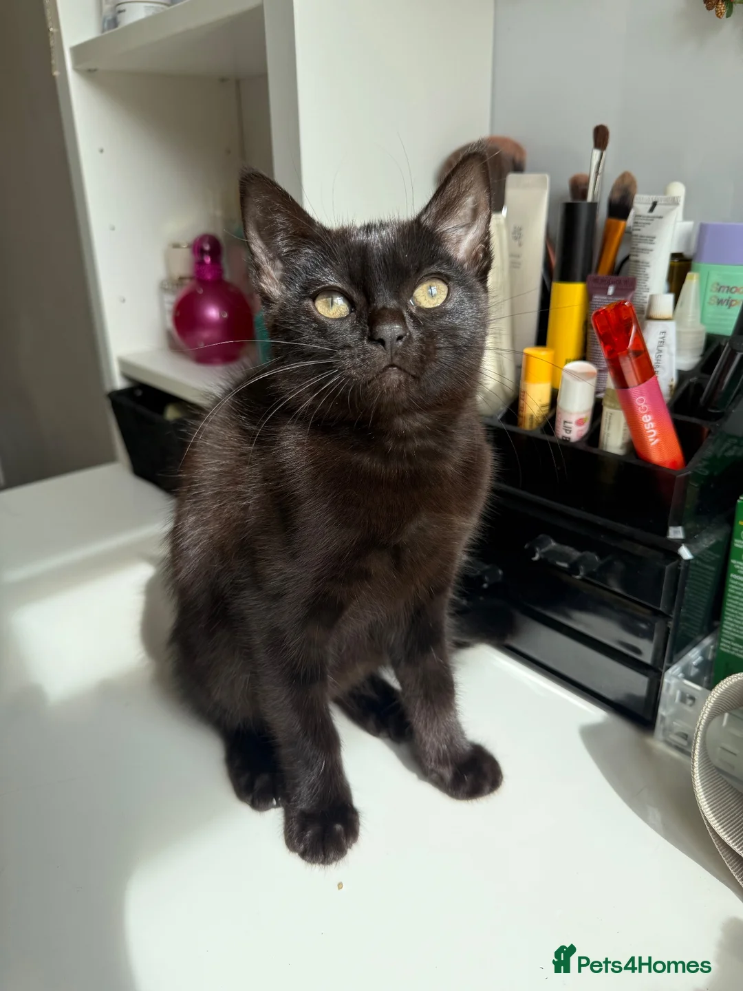 Russian Blue cats for sale: Fluffy black kittens  - Advert 2