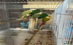 Conures birds for sale: Conures  - Image 6
