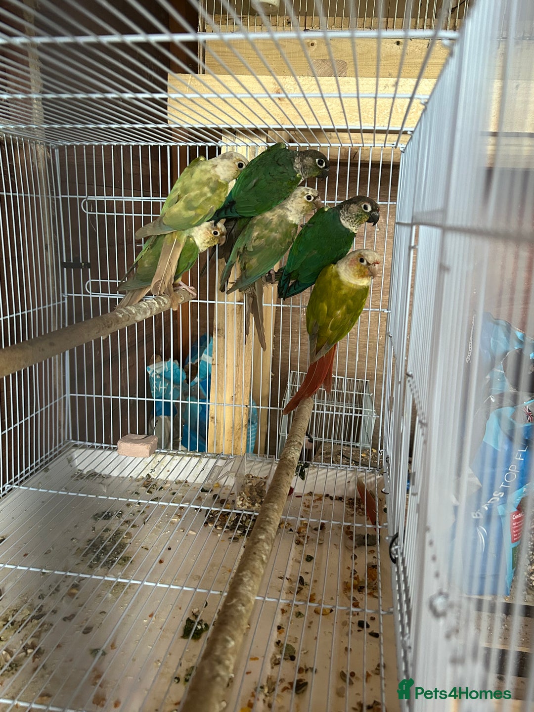 Conures birds for sale: Conures  - Image 6