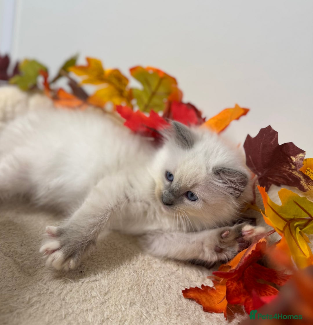 Ragdoll cats for sale: Adorable Ragdoll Kittens GCCF Registered  - Image 4