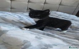 Domestic Shorthair cats for sale: Three beautiful boys ready to leave  - Image 10