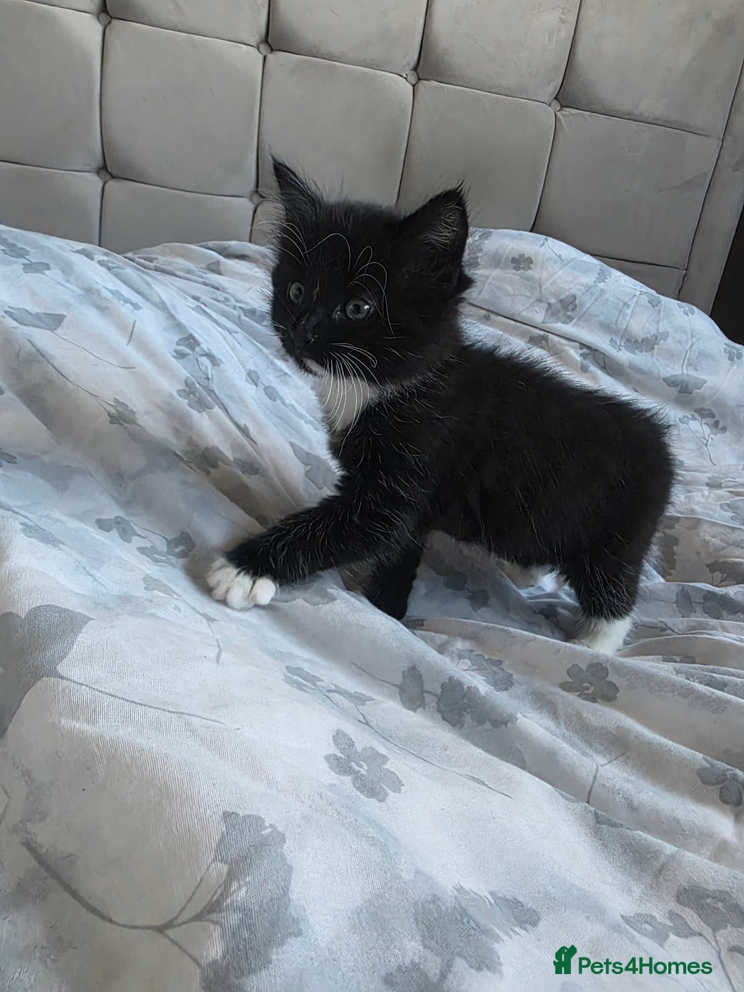 Domestic Shorthair cats for sale: Three beautiful boys ready to leave  - Image 10