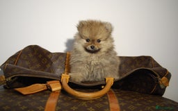 Pomeranian dogs for sale: UK's Best Toy Pomeranian Puppies  - Image 6