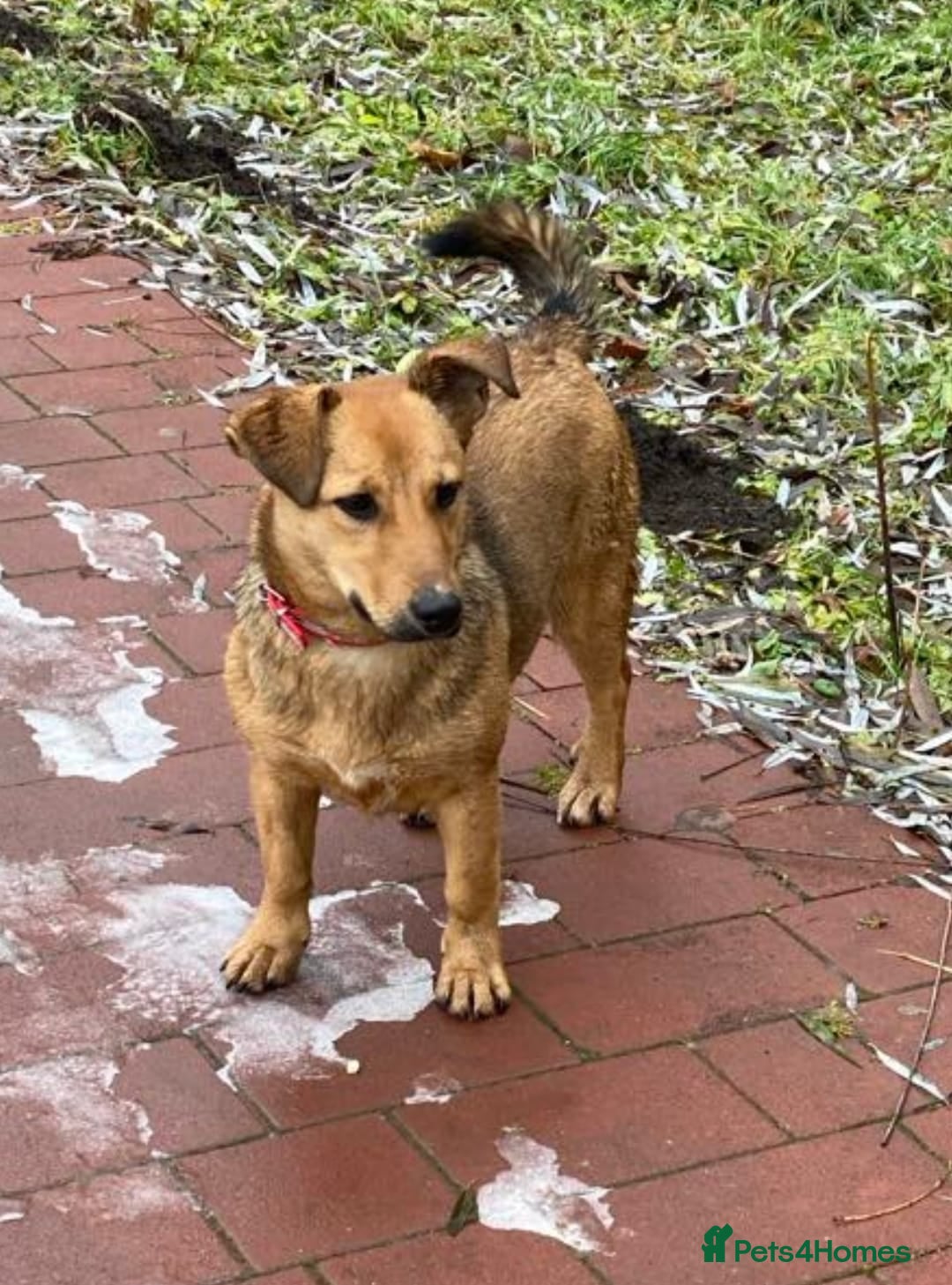 Mixed Breed dogs for adoption: 💖🐶 RAHDA 🐶💖 - Image 15