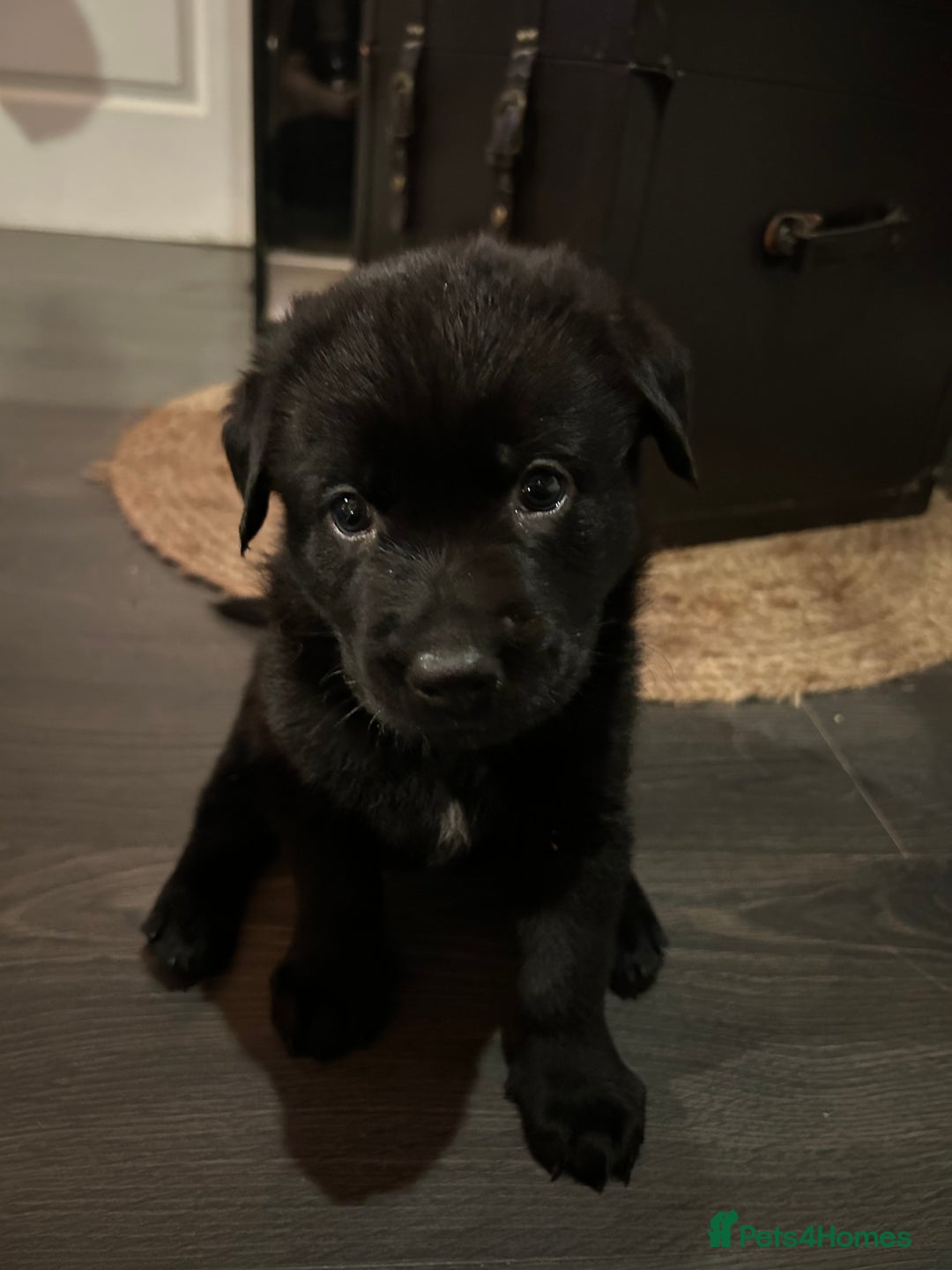 Mixed Breed dogs for sale: 2 male Sheprador puppies for sale - Image 2