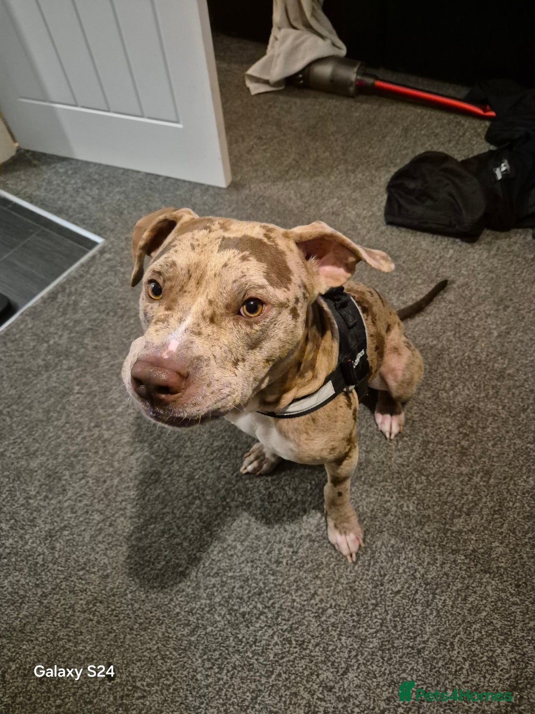 Mixed Breed dogs for sale: Young Brindle Crossbreed – Loving, Energetic Dog  - Image 1