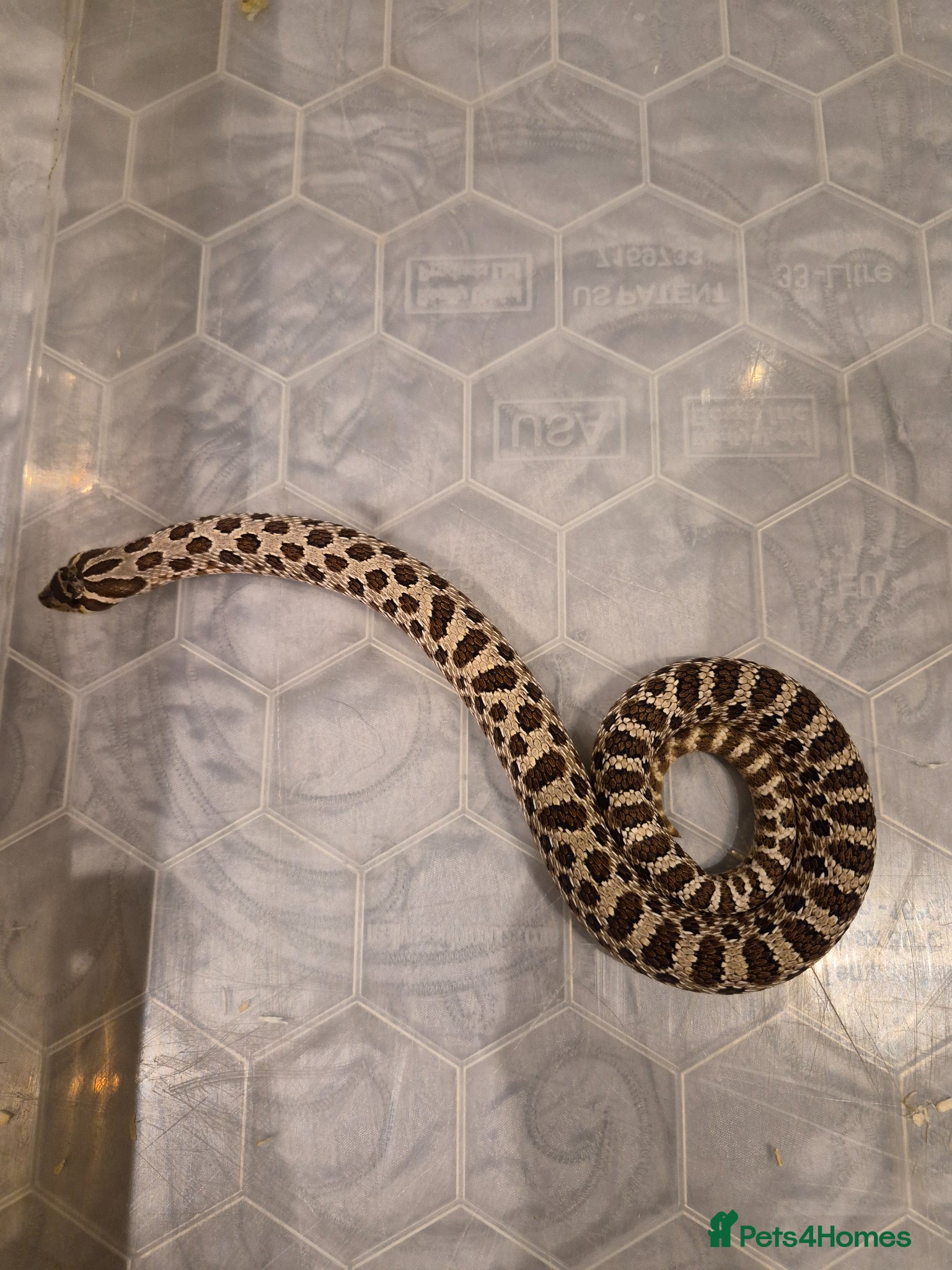 Snake reptiles Normal Hognose  - Advert 1