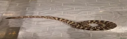 Snake reptiles for sale: Normal Hognose  - Advert 1