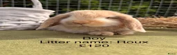 Mini Lop rabbits for sale: Mini lop babies! Lots of colours!  - Advert 12