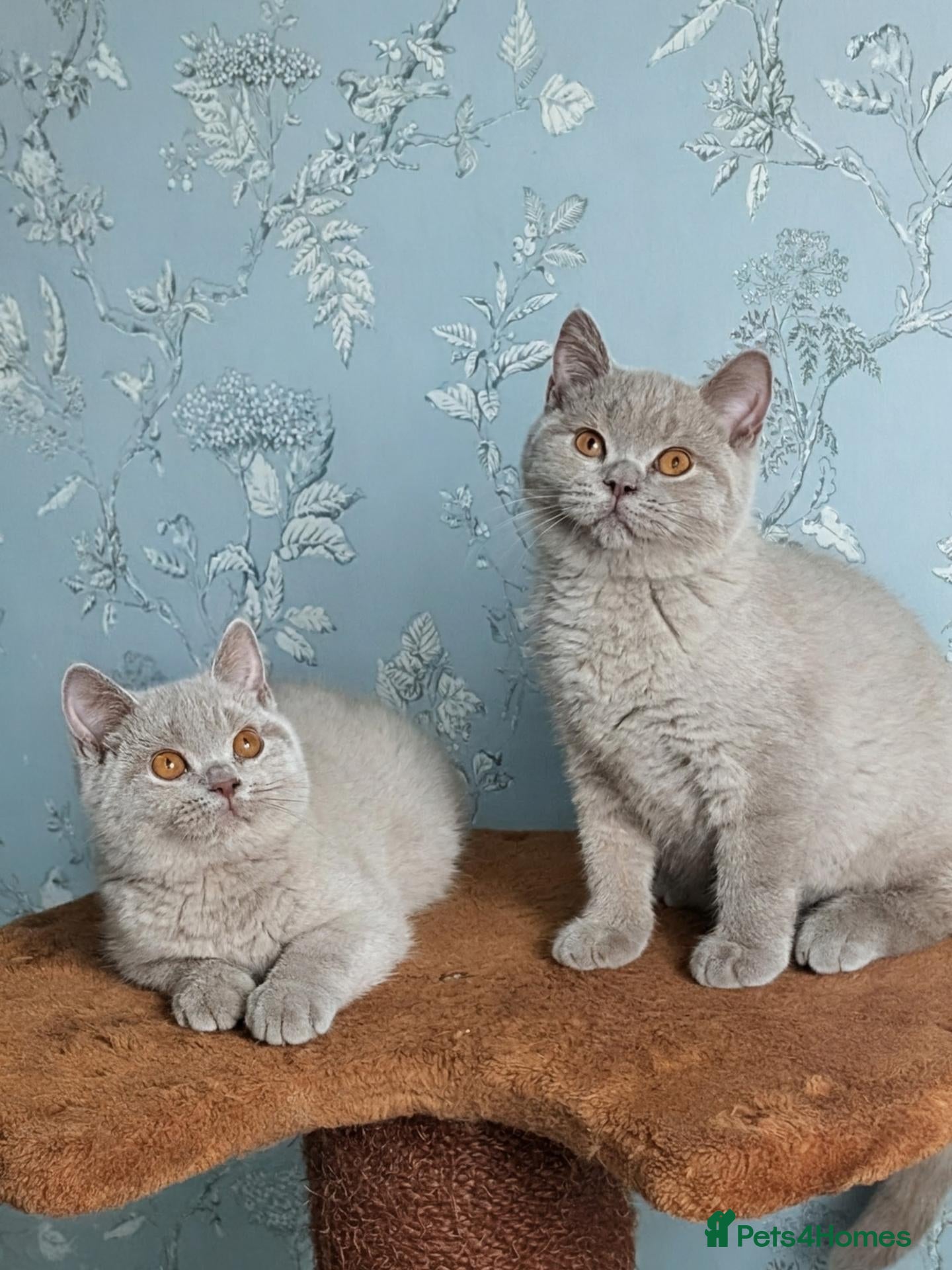 British Shorthair cats Ready Now💙🔥🐾 - Advert 2