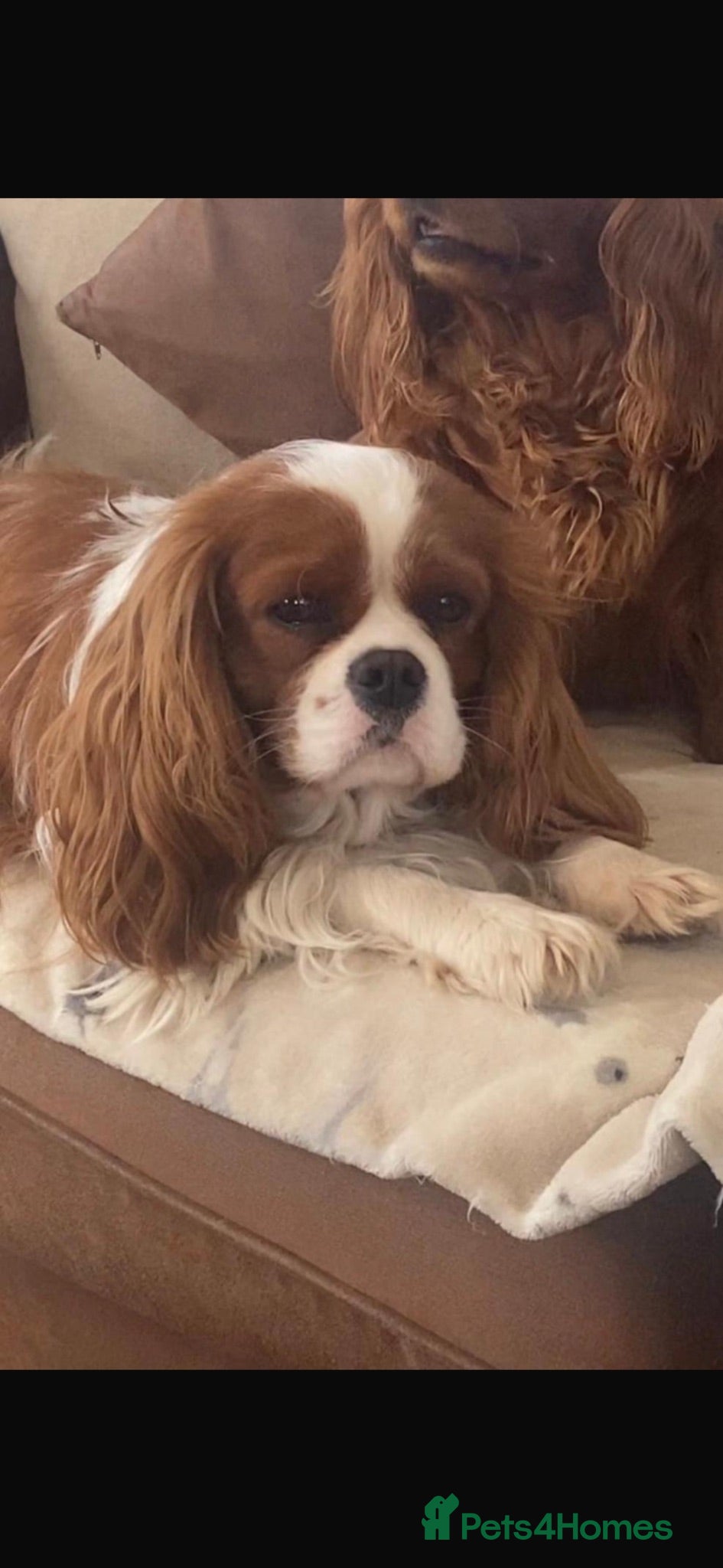 Cavalier King Charles Spaniel dogs Beautiful cavalier King Charles pups - Advert 2