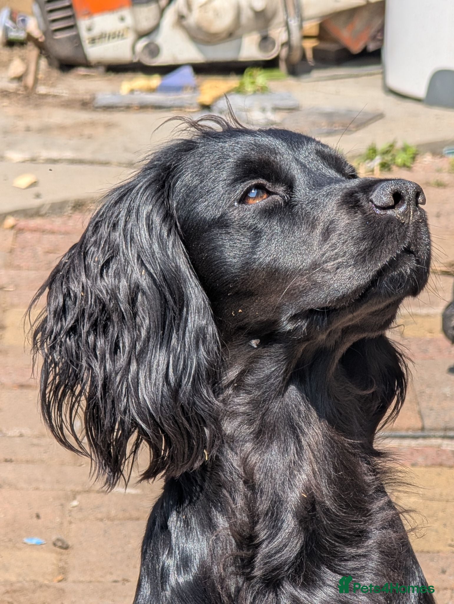 Cocker Spaniel dogs Working Cocker Spaniel pups - Advert 2