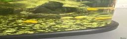 Snails invertebrates for sale: Golden mystery snails  - Advert 2