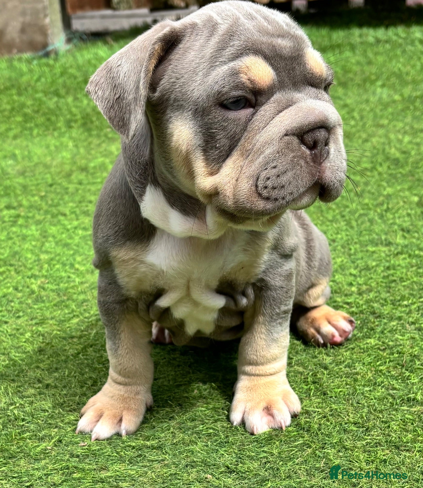 Mixed Breed dogs French bulldog X Pocket bully READY NOW!! - Advert 1