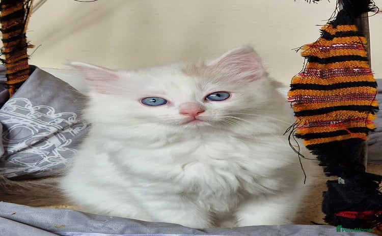 Mixed Breed cats - Advert 13