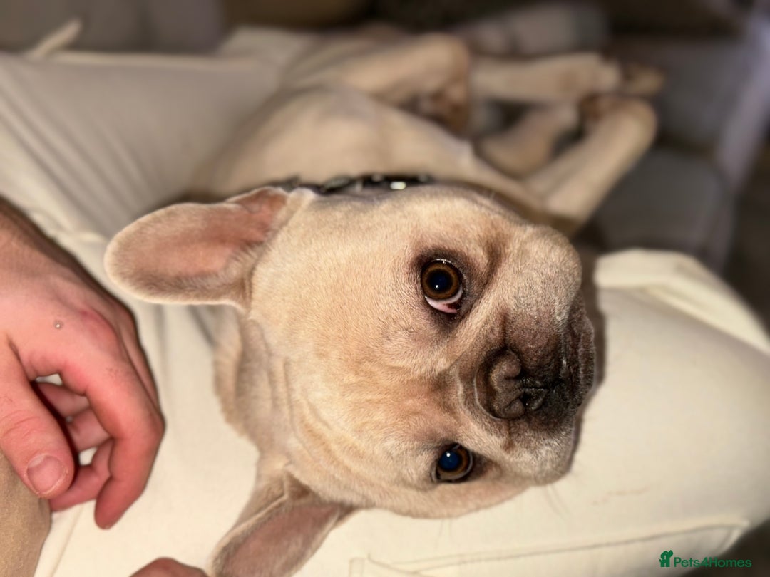 French Bulldog dogs for stud: Charming Cream Male French Bulldog pedigree - Advert 6