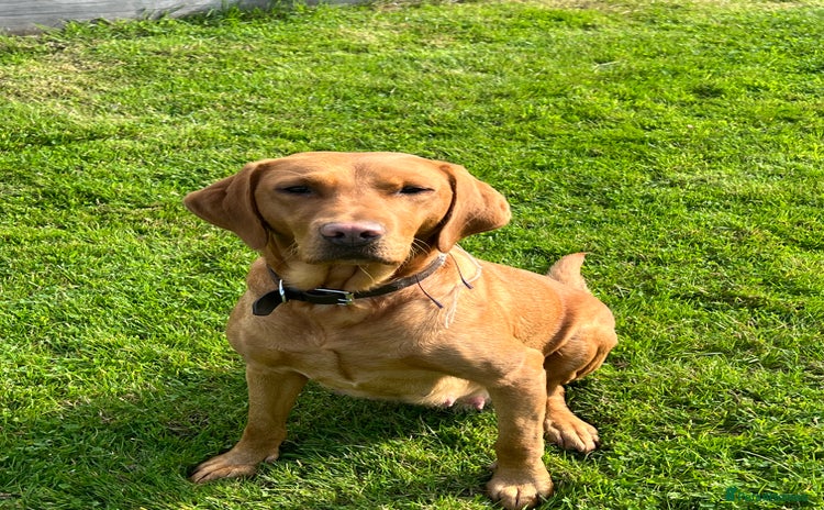 Labrador Retriever dogs Fantastic Dark Red KC Labrador boys - Advert 8