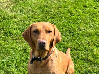 Labrador Retriever dogs Fantastic Dark Red KC Labrador boys - Advert 7