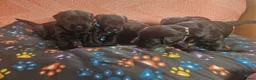 Giant Schnauzer dogs for sale: 2 male Giant schnauzer puppy's remaining  - Advert 20