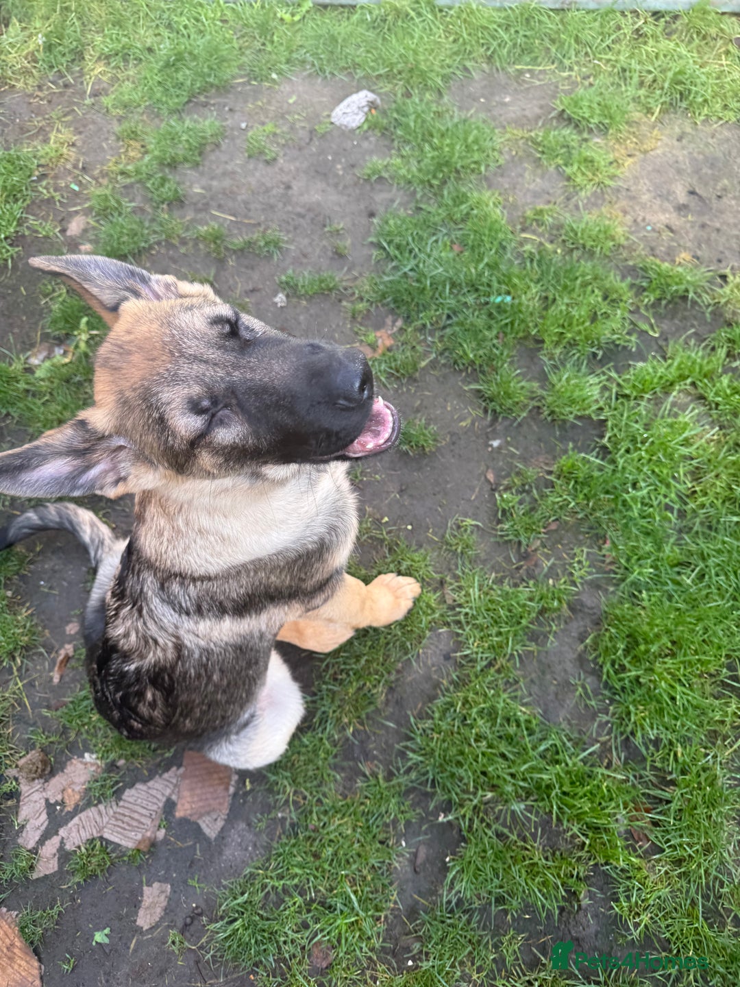 German Shepherd dogs for sale: 5 month old buddy  - Advert 3