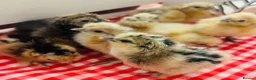 Chickens poultry for sale: Silkie chicks hatching eggs NOW - Advert 10