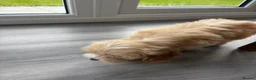 Cockapoo dogs for stud: Cockapoo Stud - Advert 6