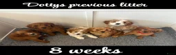 Mixed Breed dogs for sale: Adorable Cavapoo x Cavapoochon Puppies     - Advert 7