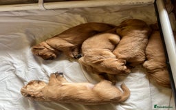 Golden Retriever dogs for sale: 2 beautiful golden retriever boys available. - Image 11