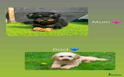 Jackapoo dogs for sale: Gorgeous Jackapoo X Toy Poodle pups  - Image 3