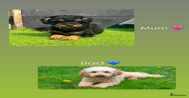 Jackapoo dogs - Advert 6