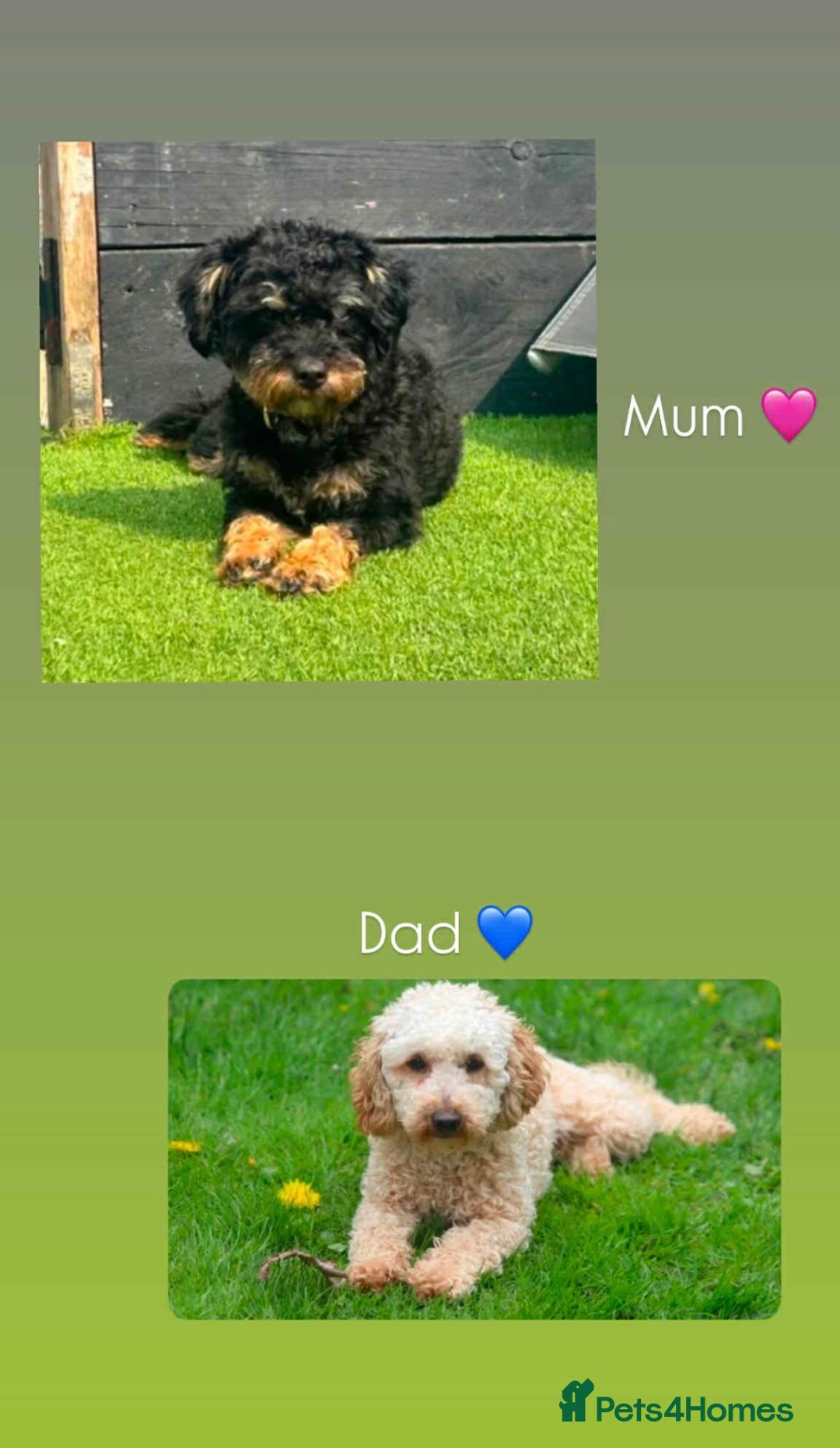 Jackapoo dogs for sale: Gorgeous Jackapoo X Toy Poodle pups  - Image 3