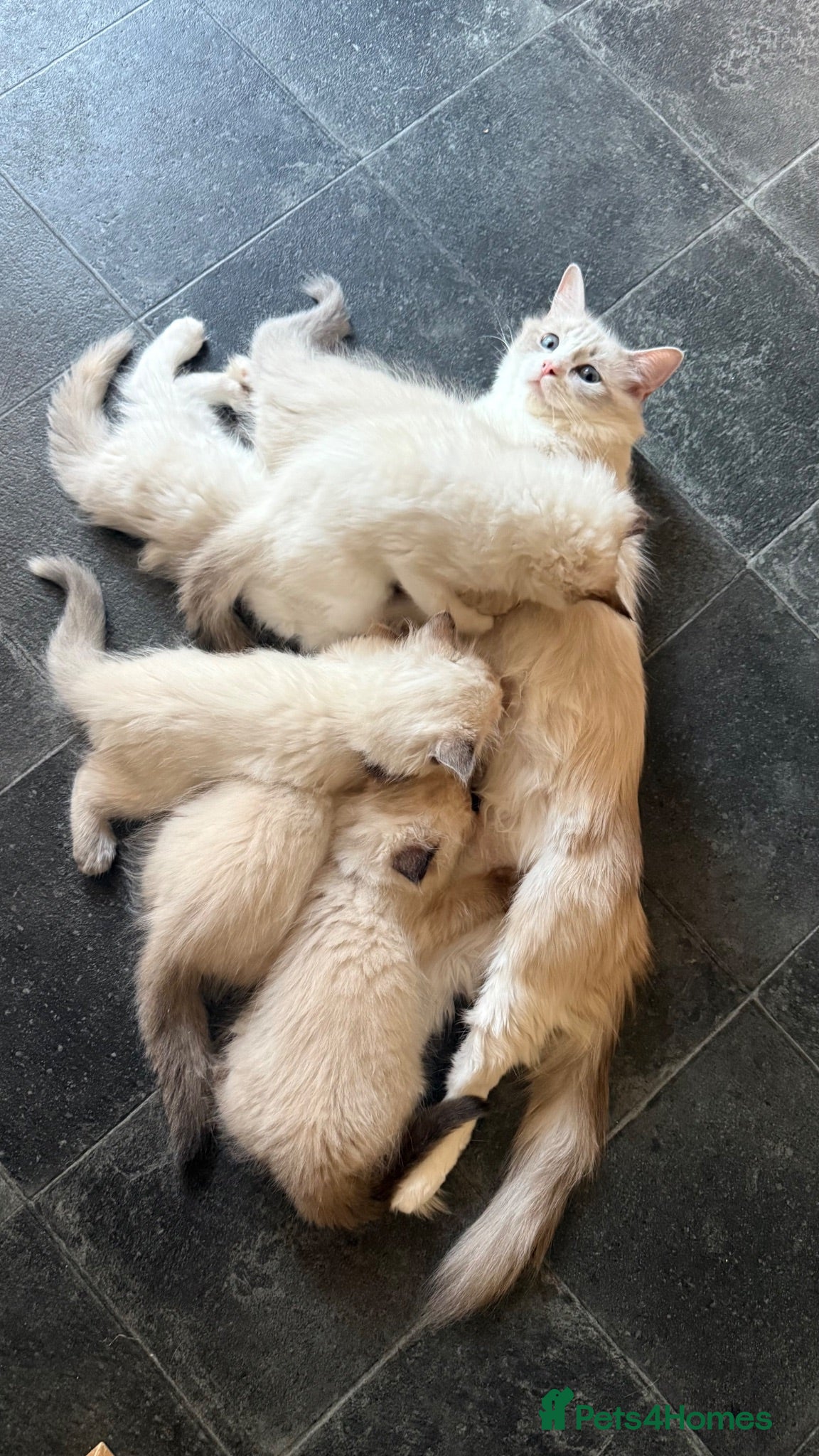 Ragdoll cats 5 males , 2 females  - Advert 1