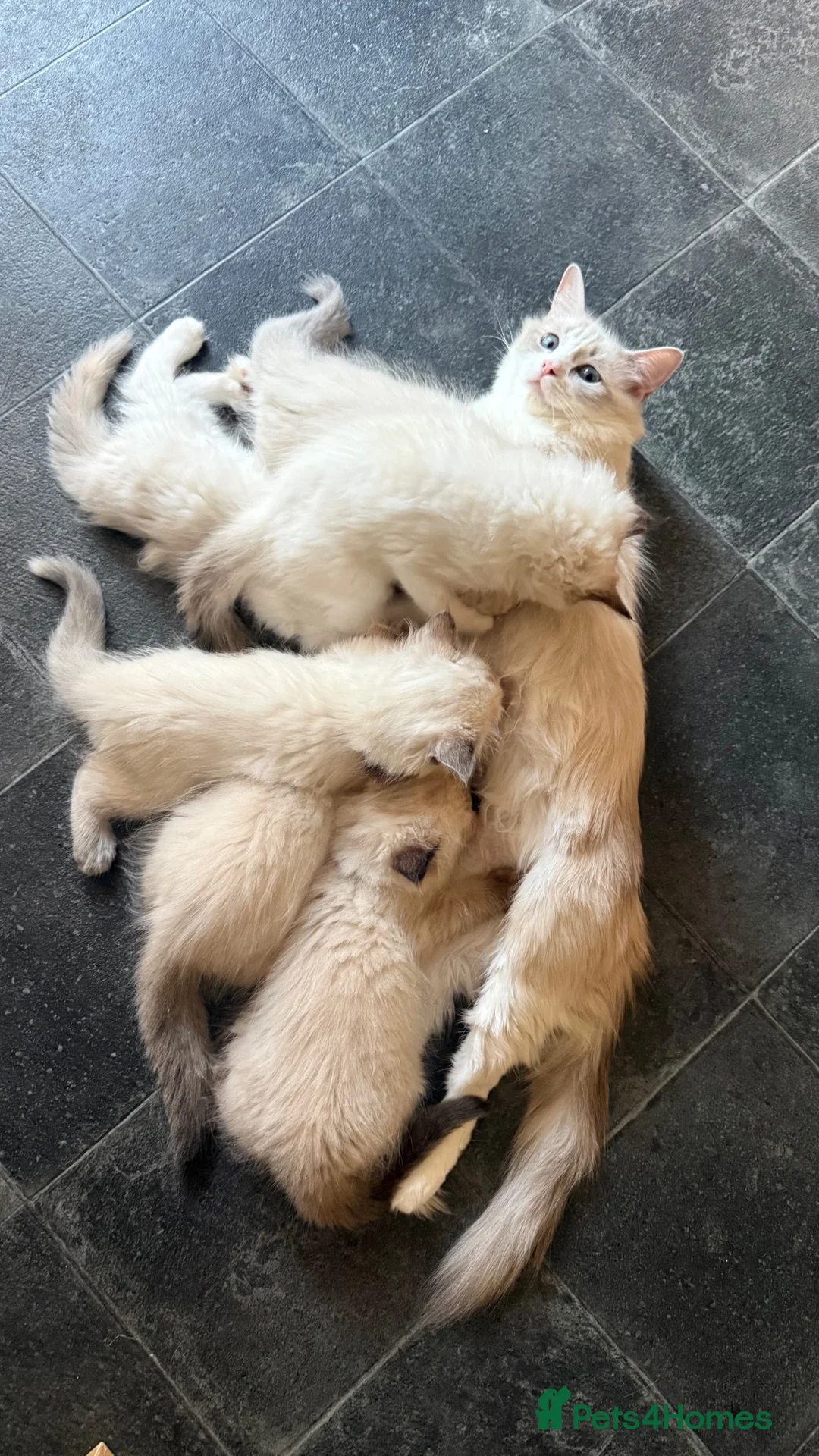 Ragdoll cats for sale: 5 males , 2 females  - Advert 1