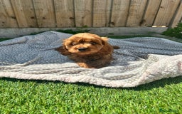 Cavapoo dogs for sale: Health tested cavapoo puppy’s  - Image 21