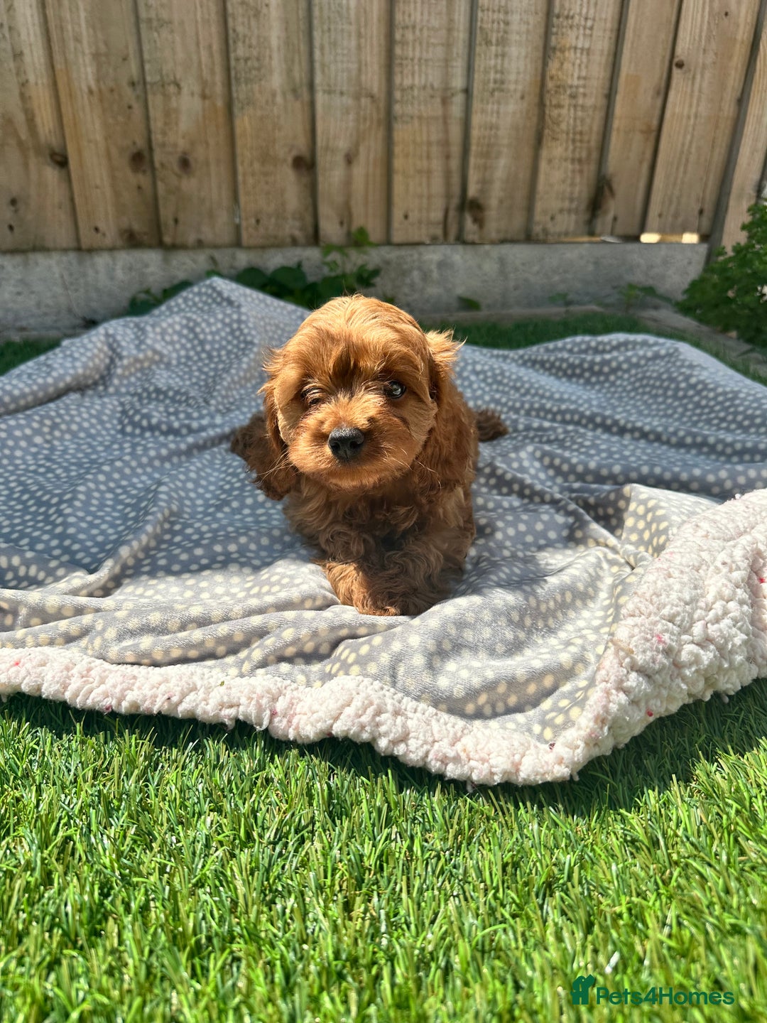 Cavapoo dogs for sale: Health tested cavapoo puppy’s  - Image 21