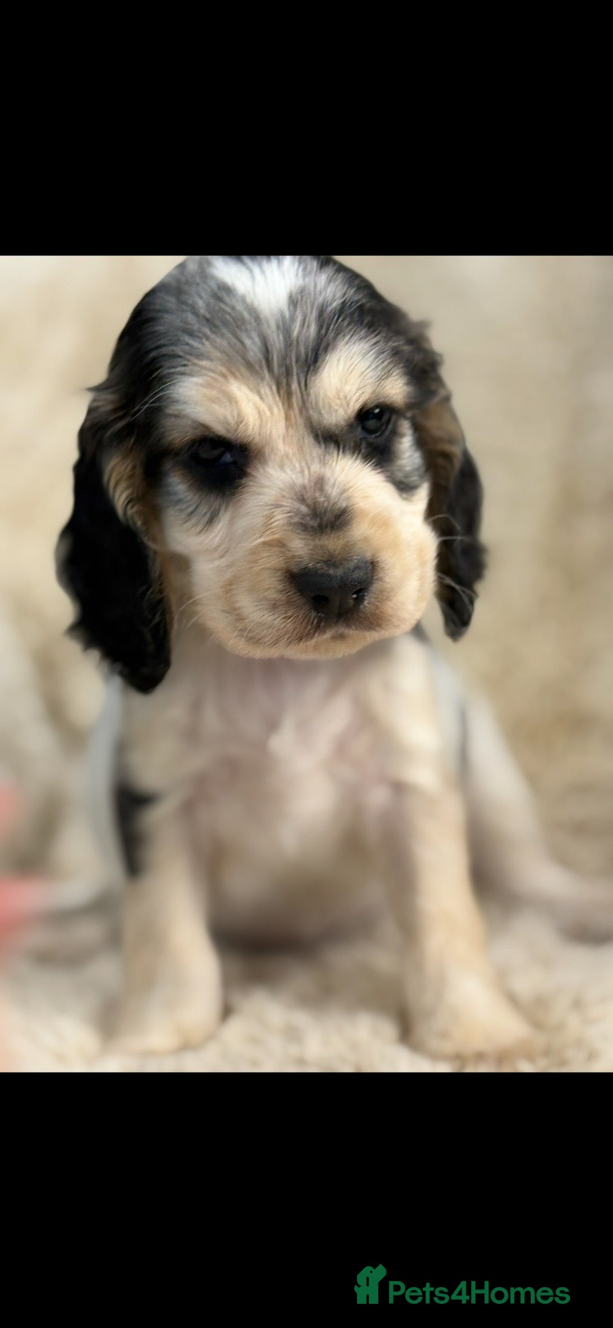 Cocker Spaniel dogs Extensively health tested show cocker spaniel pups - Advert 2