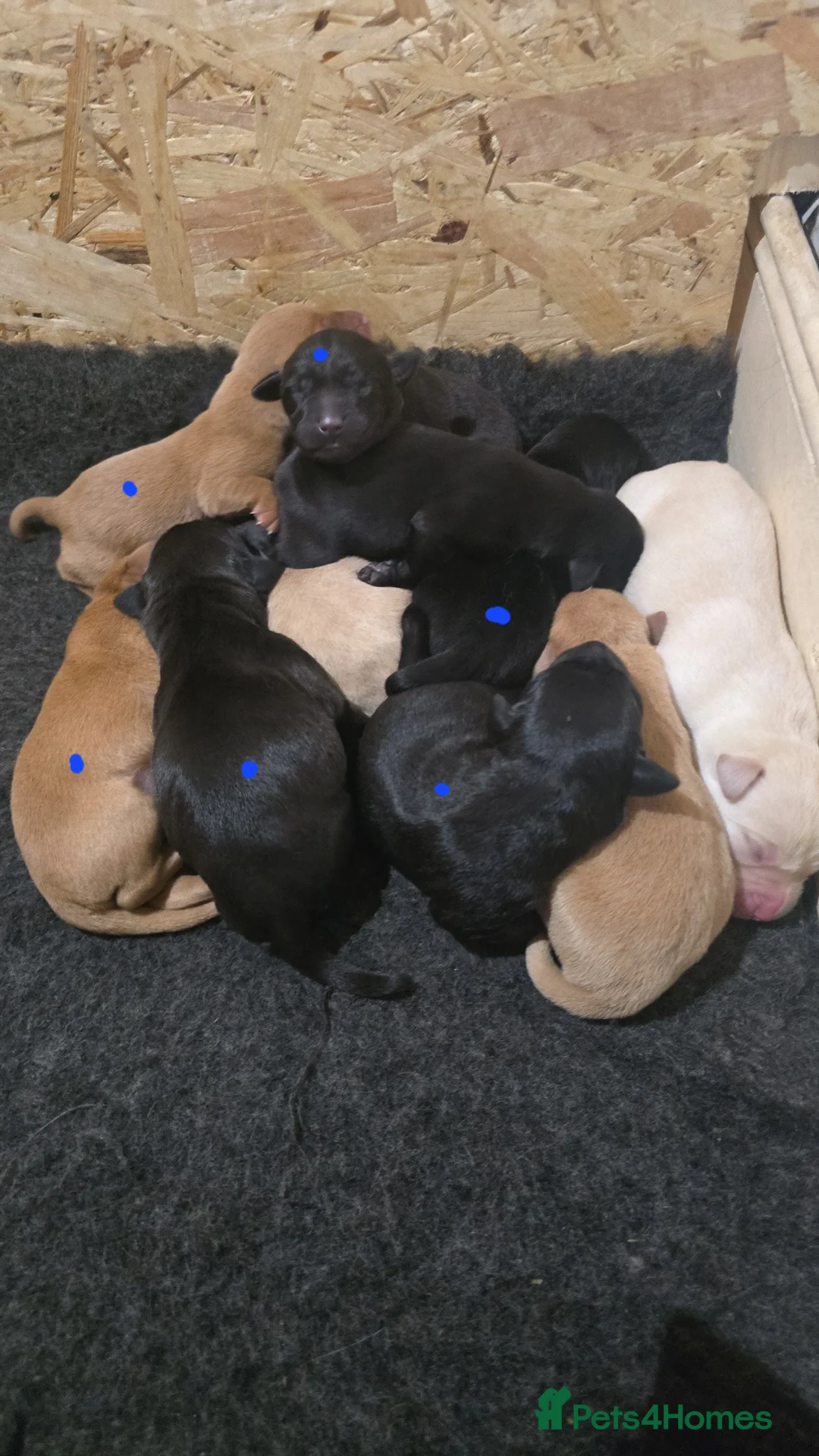 Labrador Retriever dogs for sale: 5 labrador puppies  - Advert 19