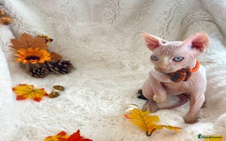 Sphynx cats for sale: 7 adorable Sphynx  looking for their forever home - Image 35