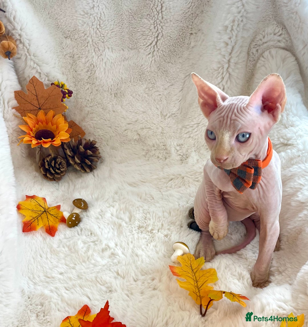 Sphynx cats for sale: 7 adorable Sphynx  looking for their forever home - Image 35