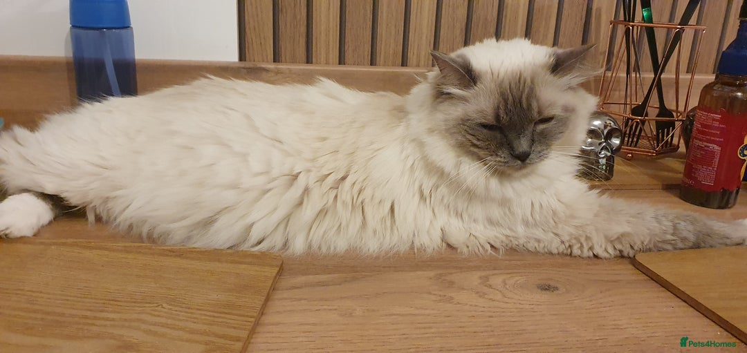 Ragdoll cats for sale: Tica registered ragdoll kittens - Advert 2