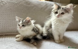 Siberian cats for sale: 2 Pedigree Siberian kittens hypoallergenic - ready - Advert 11