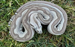 Boa Snake reptiles for sale: Baby Boa Morphs FOR SALE - Image 8
