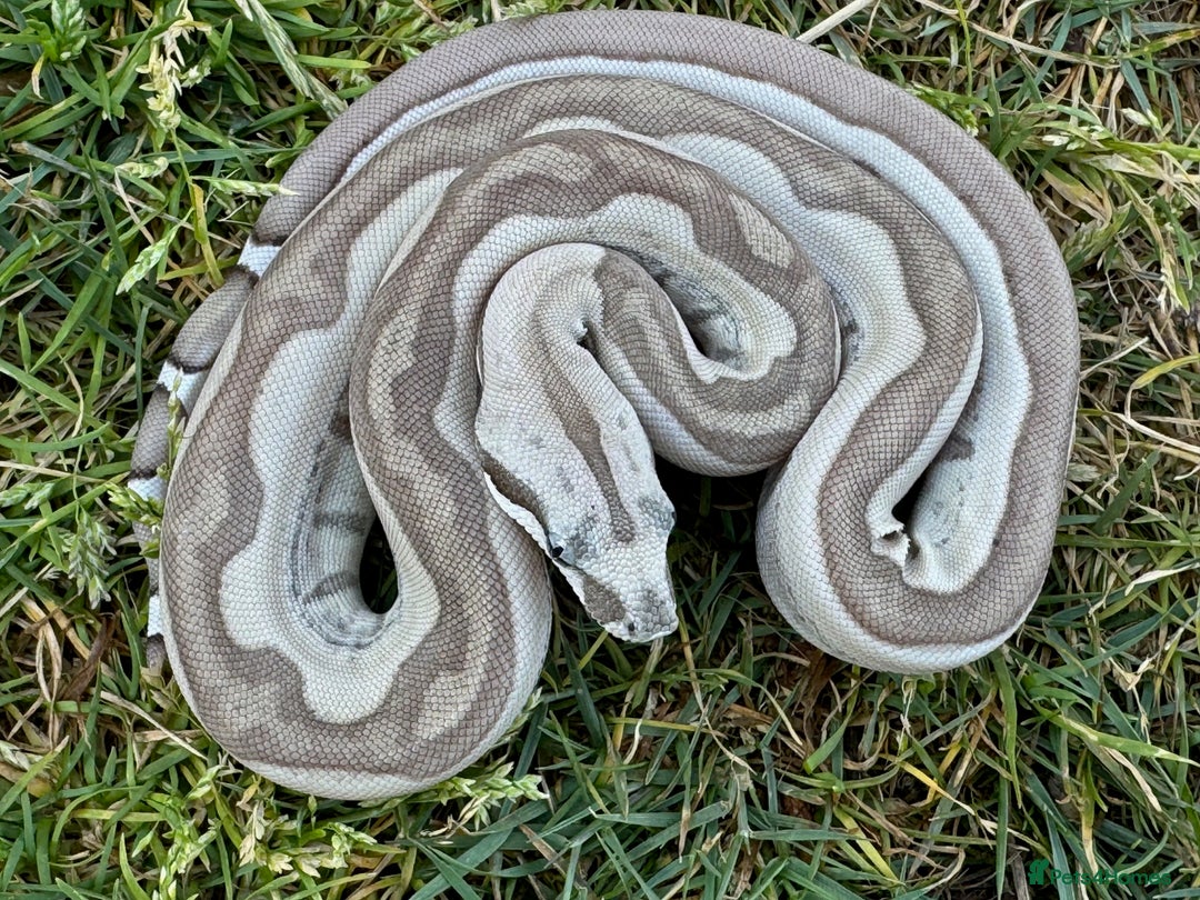 Boa Snake reptiles for sale: Baby Boa Morphs FOR SALE - Image 8