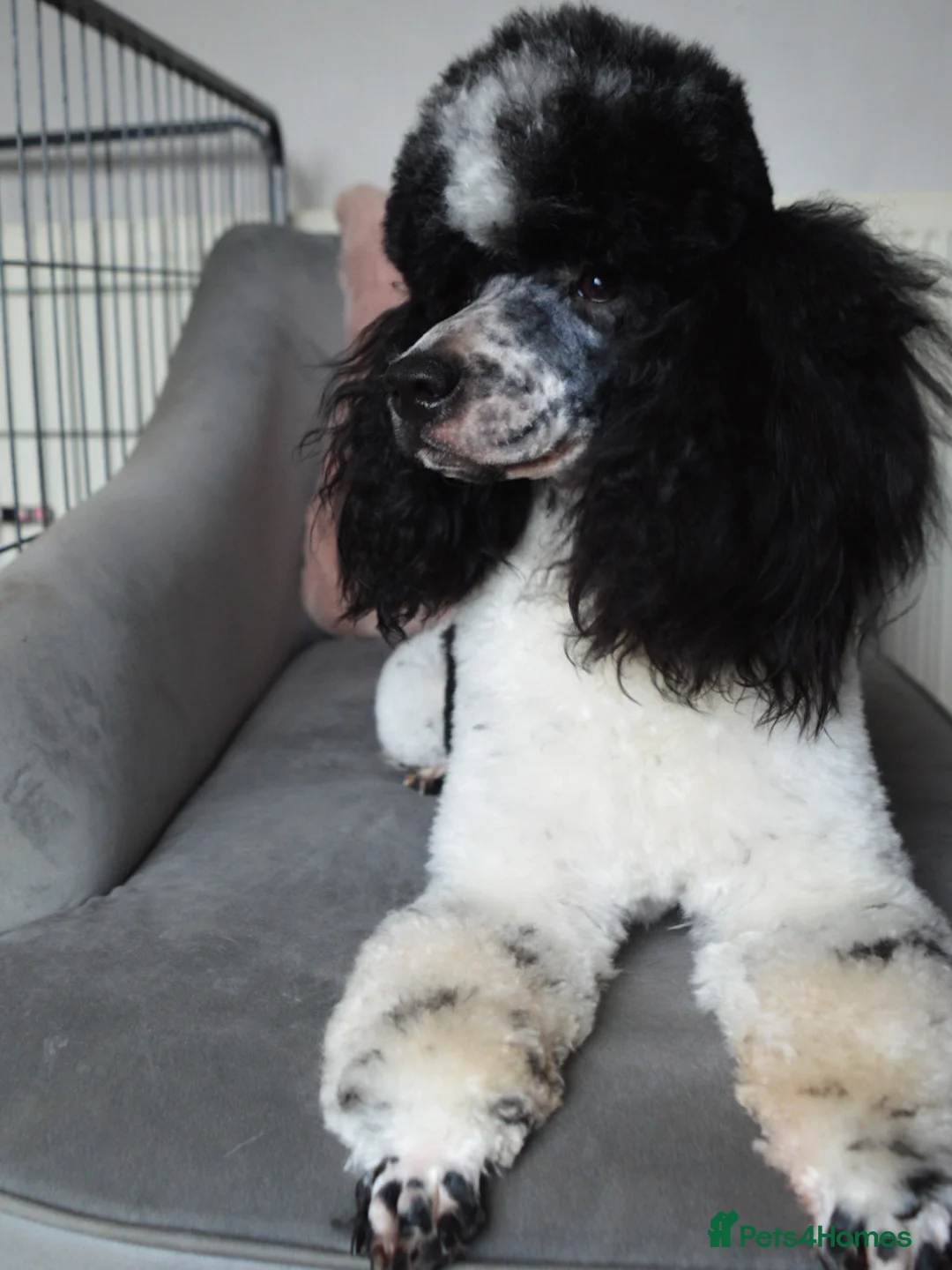 Miniature Poodle dogs for stud: Gorgeous Parti Miniature Poodle - Advert 8