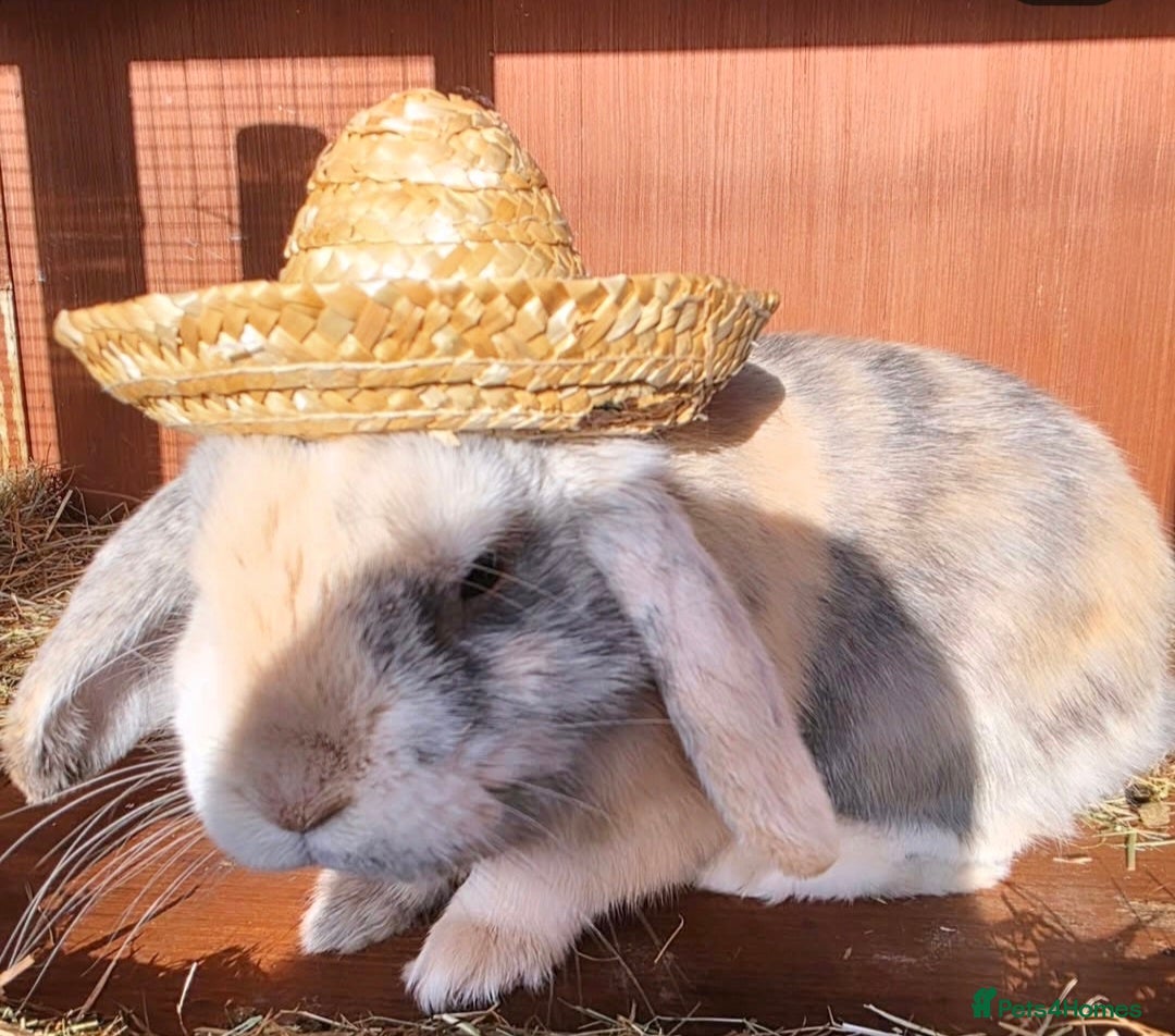 Mini Lop rabbits Mini lop - Advert 11